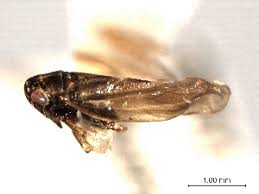 Attēlu rezultāti vaicājumam “Macrosteles sp.”