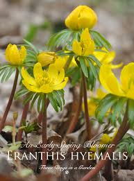 Attēlu rezultāti vaicājumam “Eranthis hyemalis”