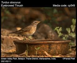 Image result for Turdus obscurus