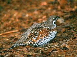Attēlu rezultāti vaicājumam “Tetrastes bonasia female”
