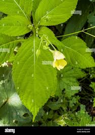 Attēlu rezultāti vaicājumam “Impatiens parviflora leaf”