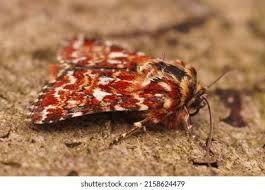 Attēlu rezultāti vaicājumam “Anarta myrtilli larva”