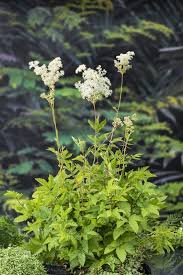 Attēlu rezultāti vaicājumam “Filipendula ulmaria”