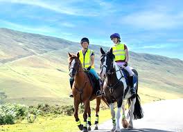 Image result for British Horse Society