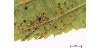 Attēlu rezultāti vaicājumam “Triphragmium ulmariae”