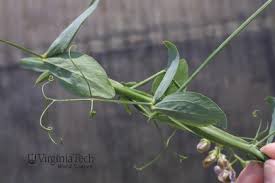 Attēlu rezultāti vaicājumam “Lathyrus latifolius leaf”