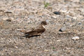 Image result for Ptyonoprogne rupestris