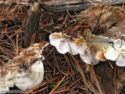 Attēlu rezultāti vaicājumam “Skeletocutis carneogrisea”