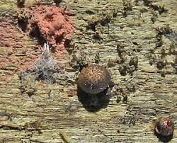 Attēlu rezultāti vaicājumam “Lycogala ustulatum”