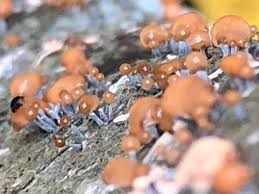 Attēlu rezultāti vaicājumam “Hemitrichia decipiens var. hemitrichoides spores”