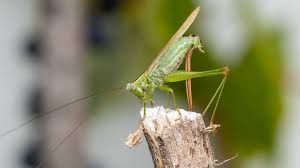 Attēlu rezultāti vaicājumam “Tettigoniodea”