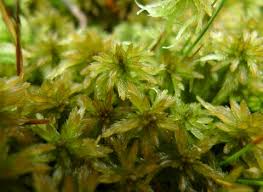 Attēlu rezultāti vaicājumam “Sphagnum inundatum”