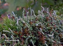 Attēlu rezultāti vaicājumam “Cladonia coniocraea”