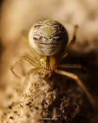 Attēlu rezultāti vaicājumam “Theridiidae”