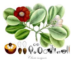 Attēlu rezultāti vaicājumam “Clusiaceae”