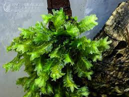 Attēlu rezultāti vaicājumam “Blepharostoma trichophyllum sporophyte”