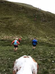 Image result for Eryri Harriers Running Club