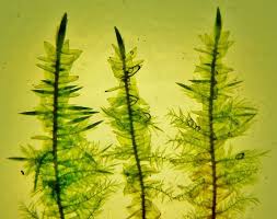 Attēlu rezultāti vaicājumam “Calliergon giganteum”