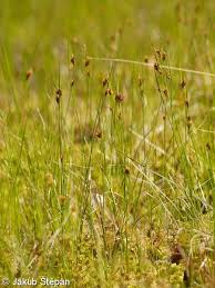 Attēlu rezultāti vaicājumam “Rhynchospora fusca”