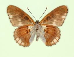 Attēlu rezultāti vaicājumam “Limenitis camilla underside”