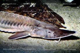 Image result for Scaphirhynchus platorynchus