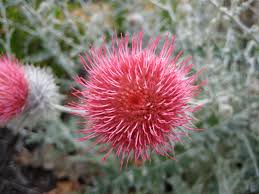 Attēlu rezultāti vaicājumam “Cirsium x rigens flower”