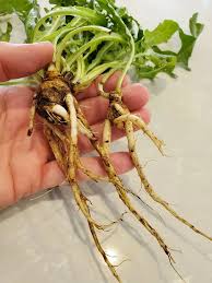 Attēlu rezultāti vaicājumam “Hypochaeris radicata fruit”