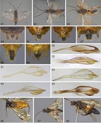 Attēlu rezultāti vaicājumam “Nematus salicis”