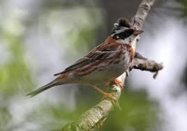 Image result for Emberiza rustica
