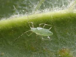 Attēlu rezultāti vaicājumam “Drepanosiphum platanoidis exuvia”