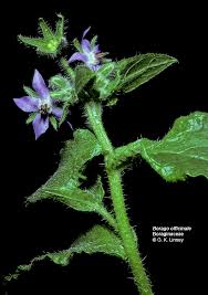 Attēlu rezultāti vaicājumam “Boraginaceae”