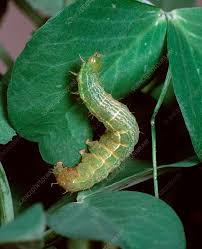 Attēlu rezultāti vaicājumam “Autographa gamma”