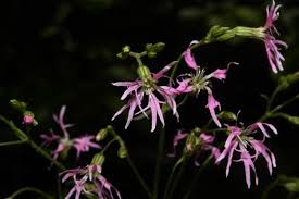 Image result for Lychnis flos-cuculi
