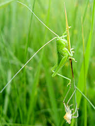 Attēlu rezultāti vaicājumam “Sacchiphantes abietis exuvia”