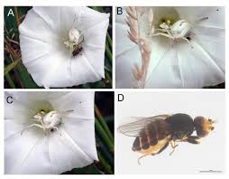 Attēlu rezultāti vaicājumam “Misumena vatia”