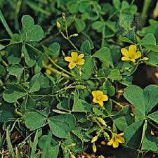 Attēlu rezultāti vaicājumam “Oxalidaceae”