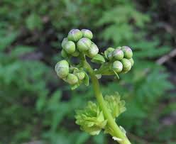 Attēlu rezultāti vaicājumam “Oenothera rubricauli bud”