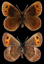 Attēlu rezultāti vaicājumam “Erebia aethiops”