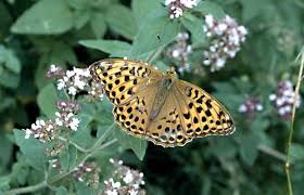 Attēlu rezultāti vaicājumam “Argynnis paphia larva”