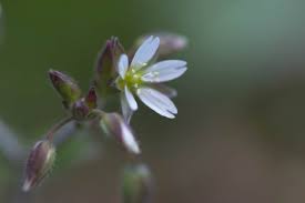 Attēlu rezultāti vaicājumam “Cerastium holosteoides flower”