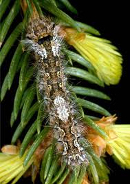 Attēlu rezultāti vaicājumam “Lymantria monacha imago”