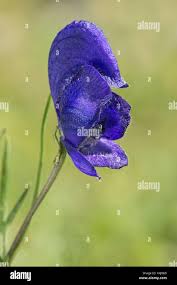 Image result for Eisenhut