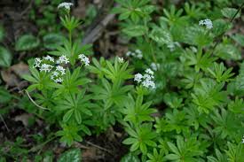 Attēlu rezultāti vaicājumam “Galium rivale leaf”