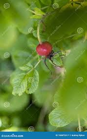 Attēlu rezultāti vaicājumam “Rosa majalis fruit”