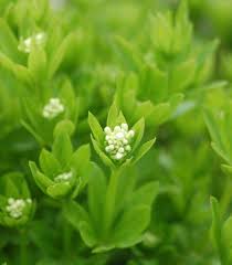 Image result for Galium odoratum