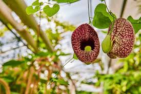 Attēlu rezultāti vaicājumam “Aristolochia durior flower”