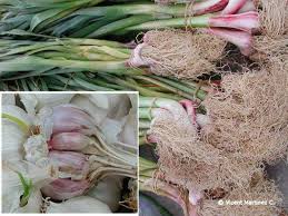 Attēlu rezultāti vaicājumam “Allium sativum”