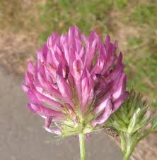 Attēlu rezultāti vaicājumam “Trifolium medium flower”
