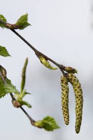 Attēlu rezultāti vaicājumam “Betula pubescens flower”