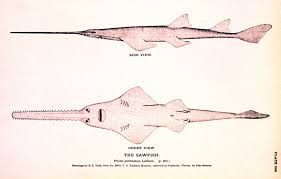 Image result for Pristis pristis